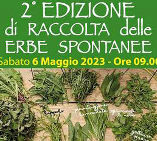 Raccolta delle Erbe Spontanee: al via la seconda edizione con Anap Confartigianato Foligno