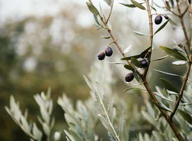 Progetto Piantala nuovo progetto di sensibilizzazione verso le tematiche ambientali ANAP Rieti e Confartigianato Imprese Rieti