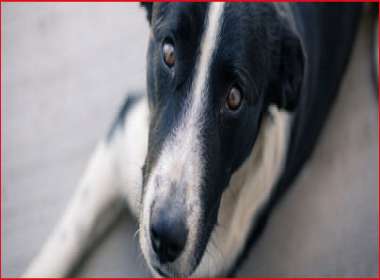 Se si va in vacanza non si può lasciare solo il cane altrimenti scatta il sequestro