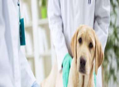 Ricerca Censis il valore sociale dei medici veterinari