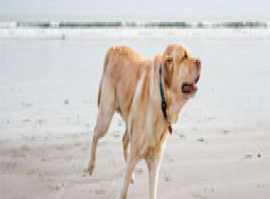 Divieto di accesso degli animali alle spiagge: annullata ordinanza comunale