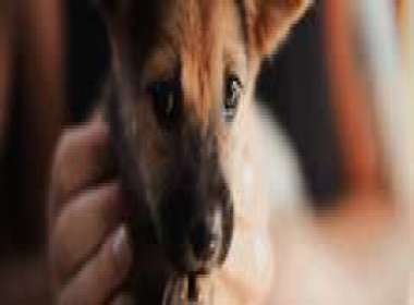 Pet therapy gli animali di compagnia e i risvolti positivi per gli anziani e i bambini
