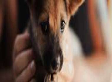 Pet therapy per anziani e bambini