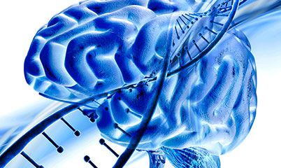 sulfavant A molecole alzheimer